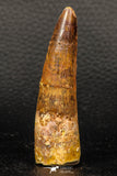 05950 - Well Preserved 2.72 Inch Spinosaurus Dinosaur Tooth Cretaceous