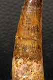 05950 - Well Preserved 2.72 Inch Spinosaurus Dinosaur Tooth Cretaceous