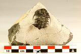 30617 - Top Rare 1.14 Inch Pilletopeltis sp Lower Devonian Trilobite - Morocco