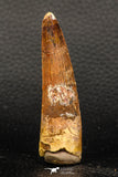 05950 - Well Preserved 2.72 Inch Spinosaurus Dinosaur Tooth Cretaceous