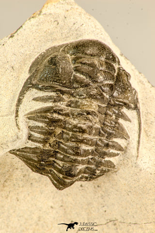 30617 - Top Rare 1.14 Inch Pilletopeltis sp Lower Devonian Trilobite - Morocco