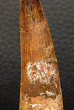 05950 - Well Preserved 2.72 Inch Spinosaurus Dinosaur Tooth Cretaceous