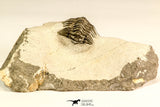 30617 - Top Rare 1.14 Inch Pilletopeltis sp Lower Devonian Trilobite - Morocco