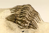 30617 - Top Rare 1.14 Inch Pilletopeltis sp Lower Devonian Trilobite - Morocco
