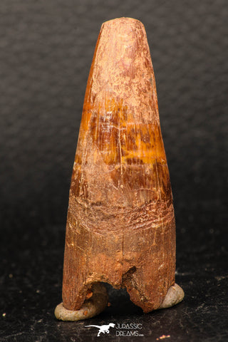 05951 - Well Preserved 2.33 Inch Spinosaurus Dinosaur Tooth Cretaceous