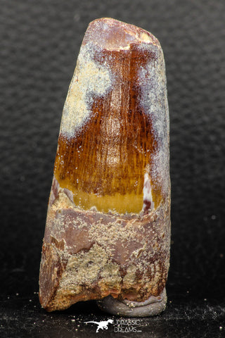 05952 - Well Preserved 2.33 Inch Spinosaurus Dinosaur Tooth Cretaceous