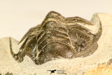 30617 - Top Rare 1.14 Inch Pilletopeltis sp Lower Devonian Trilobite - Morocco
