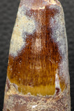 05952 - Well Preserved 2.33 Inch Spinosaurus Dinosaur Tooth Cretaceous