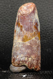 05952 - Well Preserved 2.33 Inch Spinosaurus Dinosaur Tooth Cretaceous