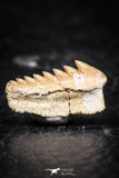 03146 - Beautiful Well Preserved 0.55 Inch Hexanchus microdon Shark Tooth