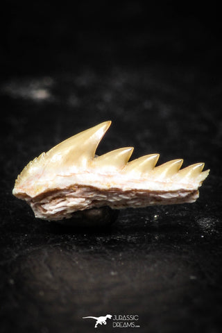 03149 - Beautiful Well Preserved 0.48 Inch Hexanchus microdon Shark Tooth