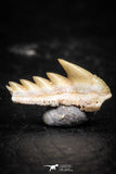 03149 - Beautiful Well Preserved 0.48 Inch Hexanchus microdon Shark Tooth