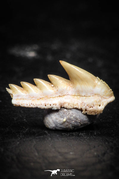 Beautiful Well Preserved 0.48 Inch Hexanchus microdon Shark Tooth ...