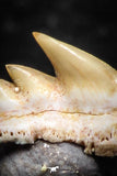 03149 - Beautiful Well Preserved 0.48 Inch Hexanchus microdon Shark Tooth