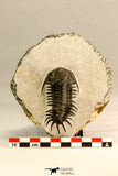 30619 - Top Rare 2.52 Inch Pilletopeltis sp Lower Devonian Trilobite - Morocco