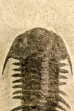 30619 - Top Rare 2.52 Inch Pilletopeltis sp Lower Devonian Trilobite - Morocco