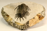 30619 - Top Rare 2.52 Inch Pilletopeltis sp Lower Devonian Trilobite - Morocco