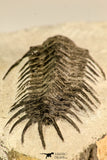 30619 - Top Rare 2.52 Inch Pilletopeltis sp Lower Devonian Trilobite - Morocco