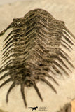 30619 - Top Rare 2.52 Inch Pilletopeltis sp Lower Devonian Trilobite - Morocco
