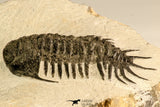 30619 - Top Rare 2.52 Inch Pilletopeltis sp Lower Devonian Trilobite - Morocco