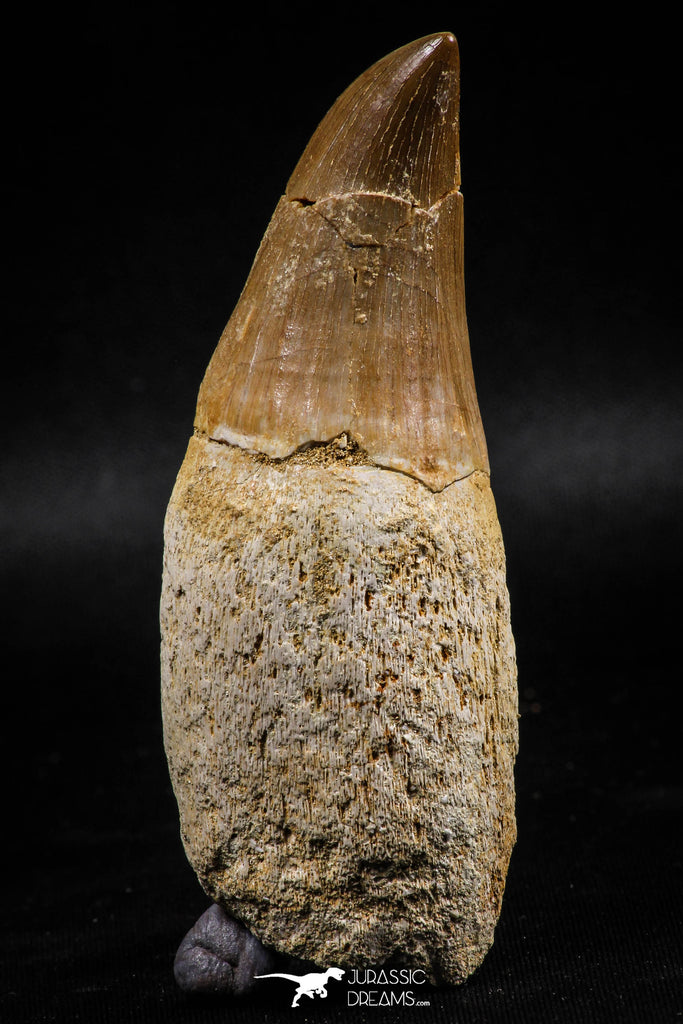 06214 - Top Huge Rooted 3.23 Inch Mosasaur (Prognathodon anceps) Tooth