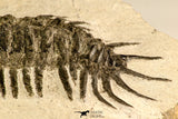 30619 - Top Rare 2.52 Inch Pilletopeltis sp Lower Devonian Trilobite - Morocco