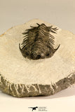 30619 - Top Rare 2.52 Inch Pilletopeltis sp Lower Devonian Trilobite - Morocco