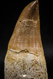 06214 - Top Huge Rooted 3.23 Inch Mosasaur (Prognathodon anceps) Tooth