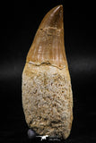 06214 - Top Huge Rooted 3.23 Inch Mosasaur (Prognathodon anceps) Tooth