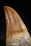 06214 - Top Huge Rooted 3.23 Inch Mosasaur (Prognathodon anceps) Tooth