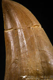 06214 - Top Huge Rooted 3.23 Inch Mosasaur (Prognathodon anceps) Tooth