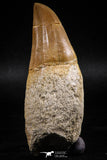 06214 - Top Huge Rooted 3.23 Inch Mosasaur (Prognathodon anceps) Tooth