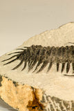 30619 - Top Rare 2.52 Inch Pilletopeltis sp Lower Devonian Trilobite - Morocco