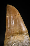 06214 - Top Huge Rooted 3.23 Inch Mosasaur (Prognathodon anceps) Tooth
