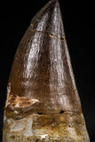 06215 - Top Huge Rooted 3.28 Inch Mosasaur (Prognathodon anceps) Tooth