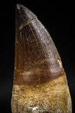 06215 - Top Huge Rooted 3.28 Inch Mosasaur (Prognathodon anceps) Tooth