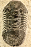 30620 - Nicely Prepared 2.27 Inch Paralejurus spatuliformis Devonian Trilobite