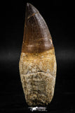 06215 - Top Huge Rooted 3.28 Inch Mosasaur (Prognathodon anceps) Tooth