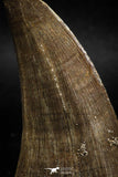 06216 - Top Rare 2.39 Inch Huge Tylosaurus sp (Mosasaur) Tooth Late Cretaceous