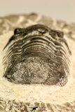 30620 - Nicely Prepared 2.27 Inch Paralejurus spatuliformis Devonian Trilobite