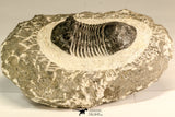 30620 - Nicely Prepared 2.27 Inch Paralejurus spatuliformis Devonian Trilobite