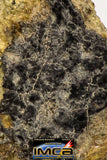 08963 - Fragment 0.521 g NWA Unclassified Diogenite Achondrite Meteorite