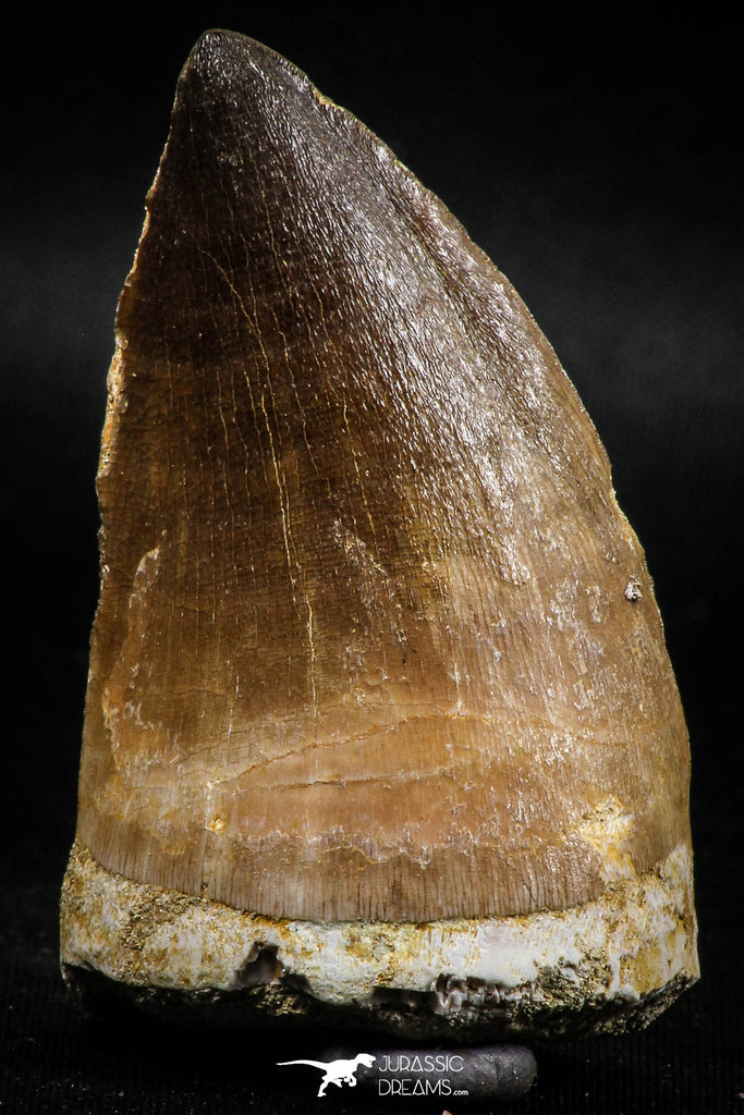 06217 - Well Preserved 2.35 Inch Mosasaur (Prognathodon anceps) Tooth