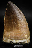 06217 - Well Preserved 2.35 Inch Mosasaur (Prognathodon anceps) Tooth