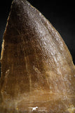 06217 - Well Preserved 2.35 Inch Mosasaur (Prognathodon anceps) Tooth