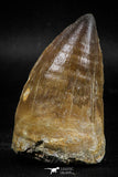 06217 - Well Preserved 2.35 Inch Mosasaur (Prognathodon anceps) Tooth