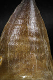 06217 - Well Preserved 2.35 Inch Mosasaur (Prognathodon anceps) Tooth