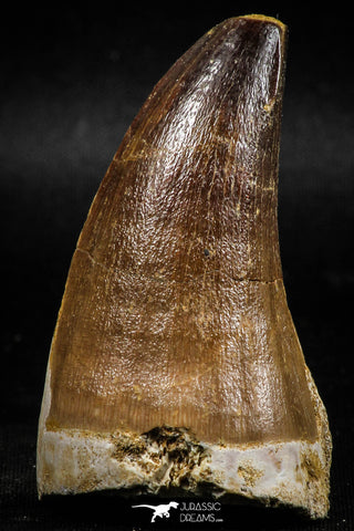 06218 - Well Preserved 2.23 Inch Mosasaur (Prognathodon anceps) Tooth