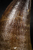 06218 - Well Preserved 2.23 Inch Mosasaur (Prognathodon anceps) Tooth