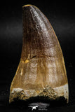 06218 - Well Preserved 2.23 Inch Mosasaur (Prognathodon anceps) Tooth